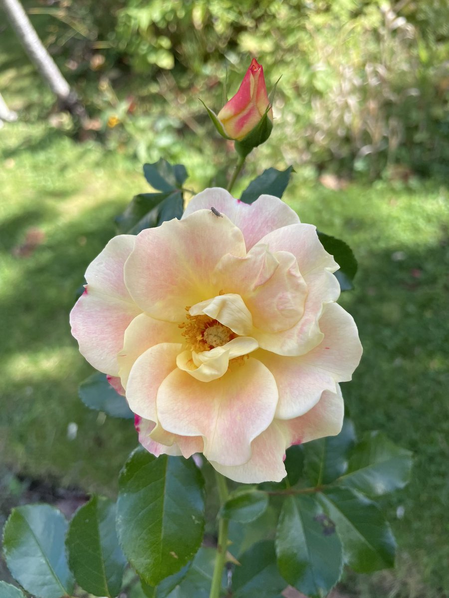 hatetorycuts's tweet photo. @christinedemar Morning Christine
Plenty still flowering and we had some rain
From #MyGarden where I #GrowPeace https://t.co/DzyxAN5Qon