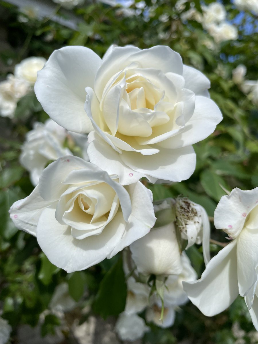 hatetorycuts's tweet photo. @christinedemar Morning Christine
Plenty still flowering and we had some rain
From #MyGarden where I #GrowPeace https://t.co/DzyxAN5Qon