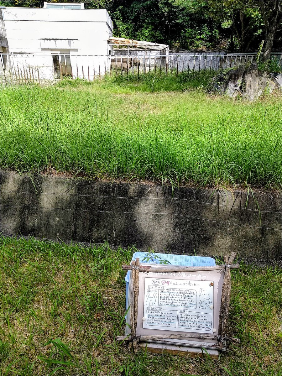 machimonogatari's tweet photo. 今日見た時は元気に歩いてました
遠目でよくはわかりませんが
順調に回復してるのかな🤔
とりあえず一安心
#クロサイ
#東山動植物園
#千種区 https://t.co/KXkgd54E6I
