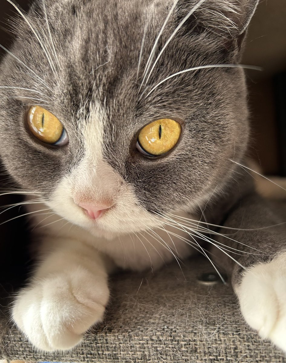 kotehanamugi's tweet photo. そう
#猫　隠れてるつもり https://t.co/Gx0sMx1Kgw
