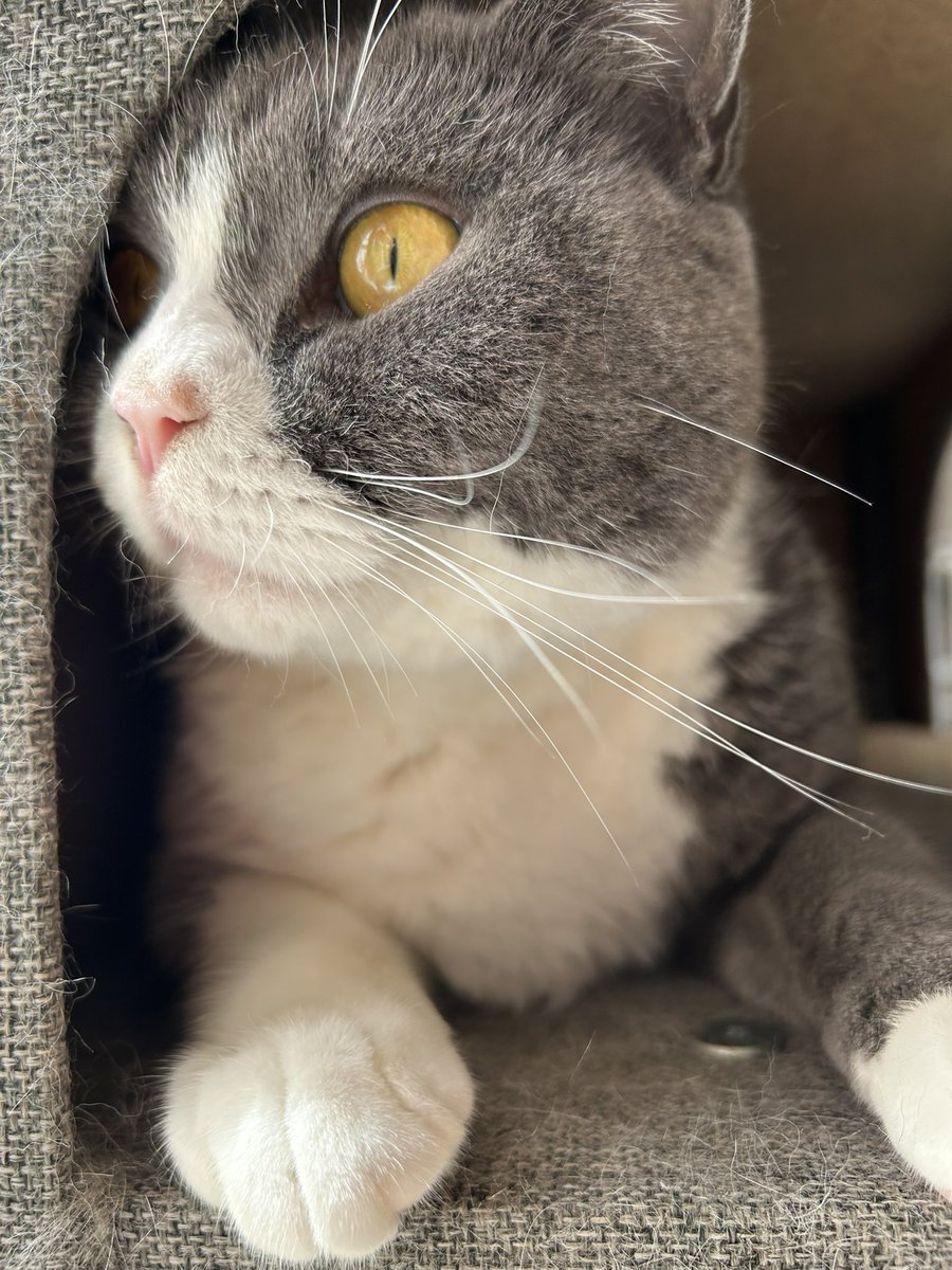 kotehanamugi's tweet photo. そう
#猫　隠れてるつもり https://t.co/Gx0sMx1Kgw
