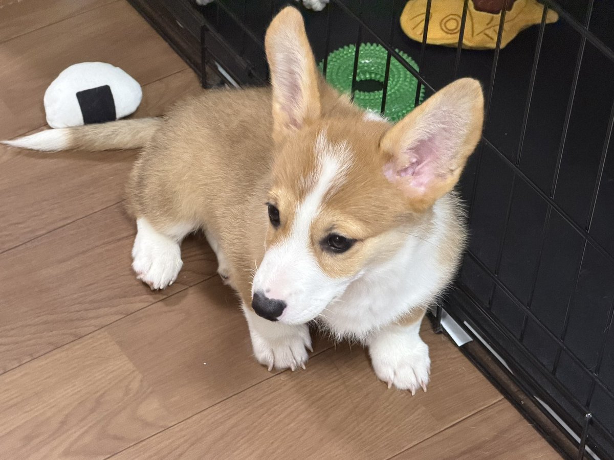 hanpencorgi0710's tweet photo. 給湯器が壊れたので交換工事でした
知らない人が出入りしたり、取り外しの音に様子見のはんぺん https://t.co/3P2UVUoVyy