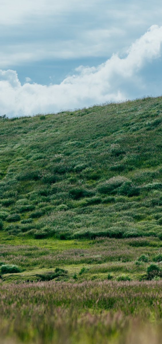 Hi_Guppy_photo's tweet photo. あの丘の向こう
#beyondthehill #summerlandscape #natureportrait
#cinematicportrait https://t.co/9JZs1qSHOh