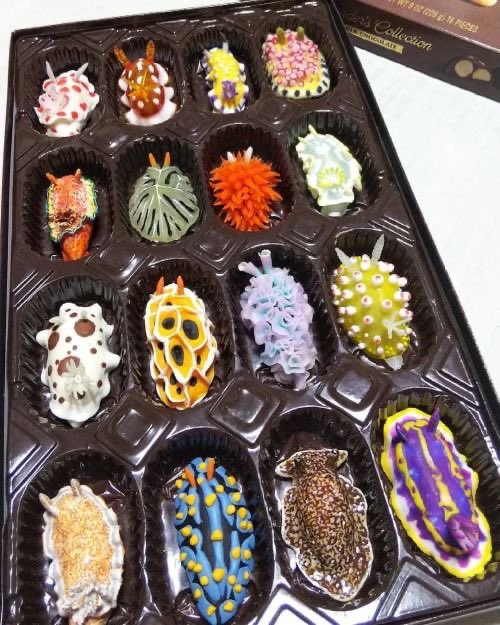 sweetxdessert's tweet photo. babe what’s wrong you’ve barely touched your sea slug shaped chocolates https://t.co/SFNnyhN0hW