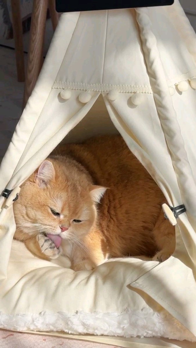 VioletPlantg1l's tweet photo. [Still a dry day, yet I’m still hooked on the cozy vibe. 配图：一只橘猫趴在铺满干草垫的窗台上，晒着太阳舔爪子，旁边放着一杯热美式的日常场景]， https://t.co/eIXnBtcekF