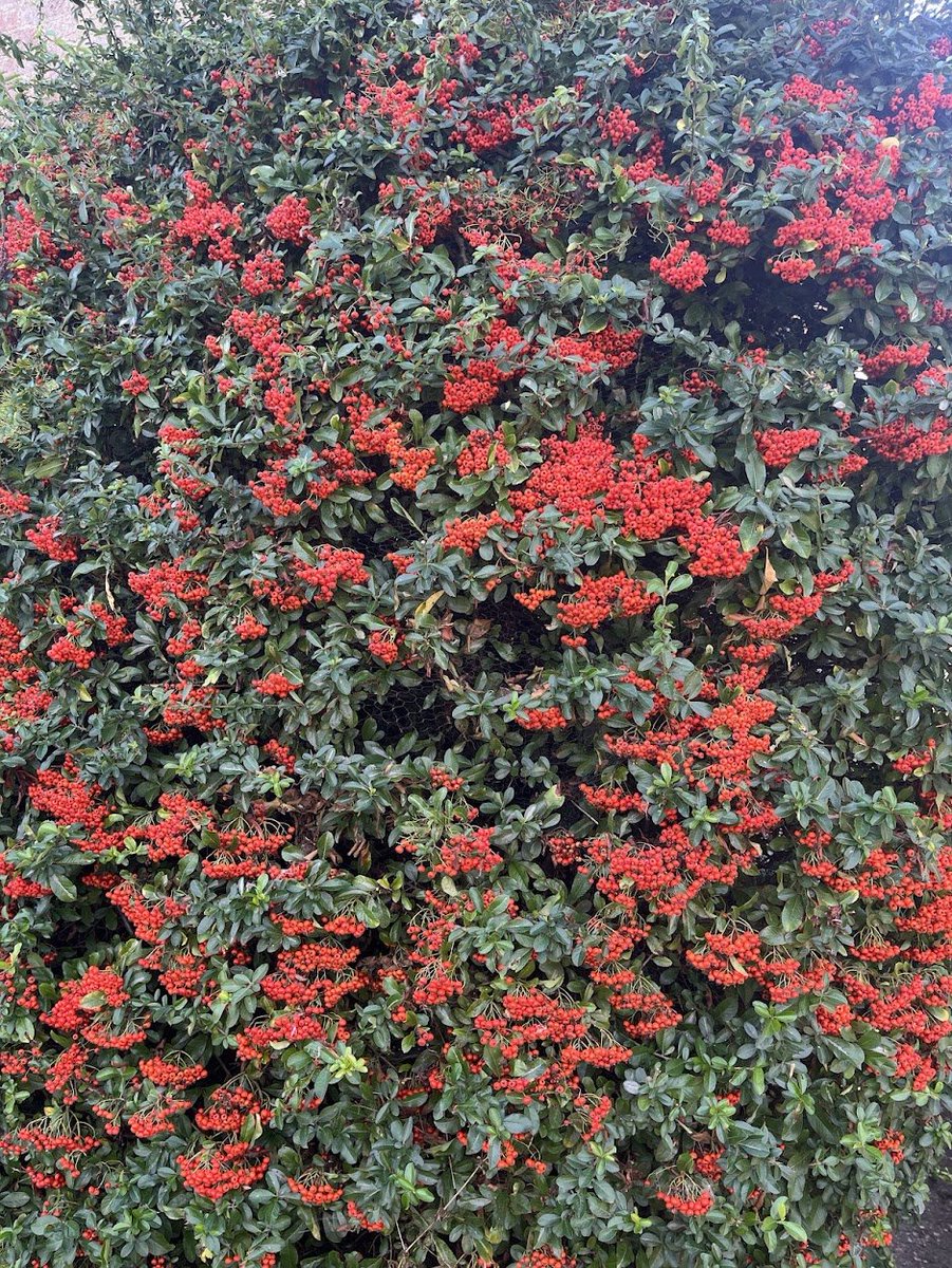 lingosia's tweet photo. Very visible #firethorn this year https://t.co/Q3qsc1aCgc