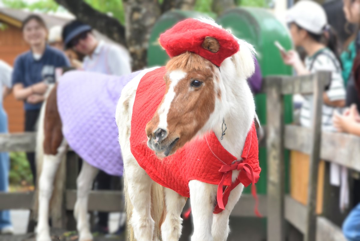 makaino_farm's tweet photo. 【訃報のお知らせ】

本日、モモちゃんはお空に旅立ちました🌈🐴
日頃より「モモ」を可愛がり、応援してくださった皆様に、改めてお礼申し上げます。
10/18(日)まで献花台を設置します。

モモちゃん、ありがとう✨

詳しくはコチラ☟
https://t.co/2f2aRX41Eo

#まかいの牧場 #モモちゃんありがとう https://t.co/uJylxHVvzt