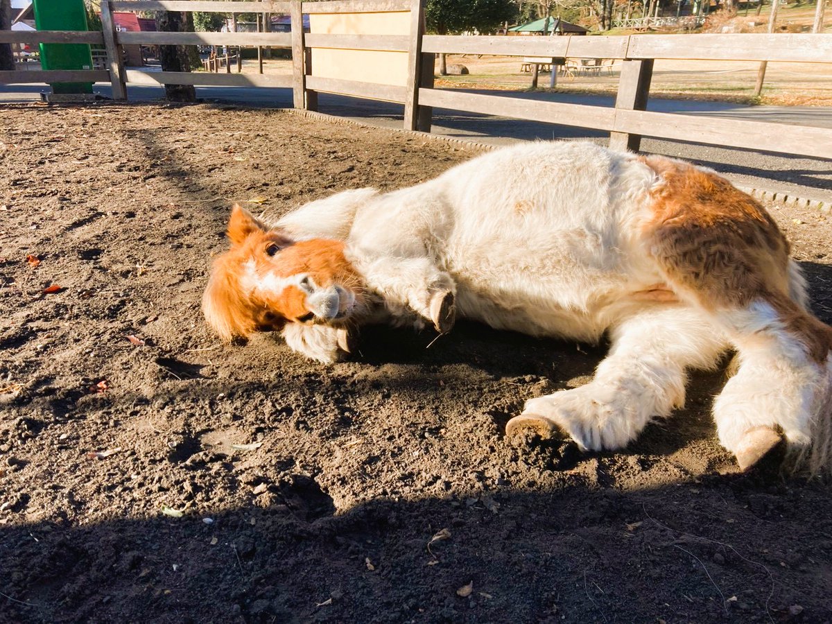 makaino_farm's tweet photo. 【訃報のお知らせ】

本日、モモちゃんはお空に旅立ちました🌈🐴
日頃より「モモ」を可愛がり、応援してくださった皆様に、改めてお礼申し上げます。
10/18(日)まで献花台を設置します。

モモちゃん、ありがとう✨

詳しくはコチラ☟
https://t.co/2f2aRX41Eo

#まかいの牧場 #モモちゃんありがとう https://t.co/uJylxHVvzt