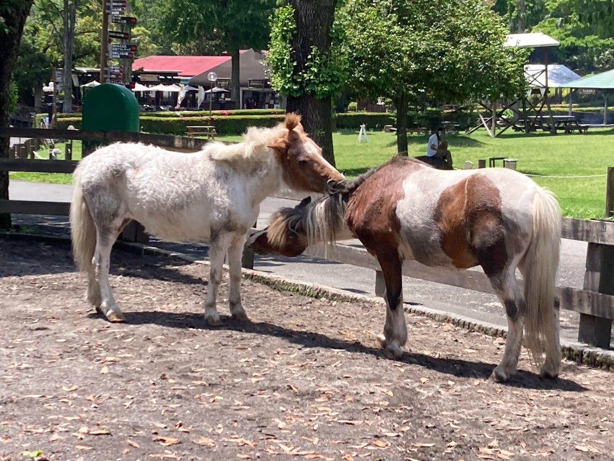 makaino_farm's tweet photo. 【訃報のお知らせ】

本日、モモちゃんはお空に旅立ちました🌈🐴
日頃より「モモ」を可愛がり、応援してくださった皆様に、改めてお礼申し上げます。
10/18(日)まで献花台を設置します。

モモちゃん、ありがとう✨

詳しくはコチラ☟
https://t.co/2f2aRX41Eo

#まかいの牧場 #モモちゃんありがとう https://t.co/uJylxHVvzt