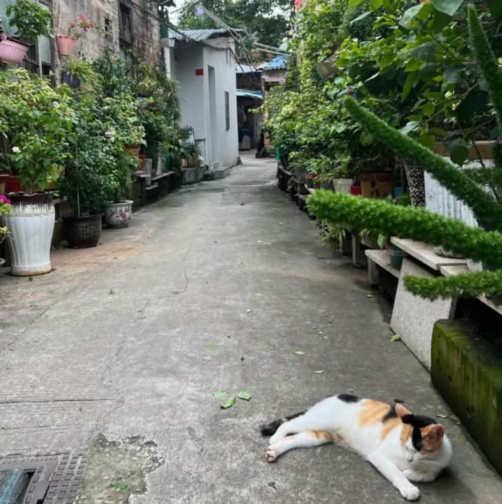 ChariseFulrk's tweet photo. Rincón de ciudad al atardecer, un poste de luz dorado y un gato curioso esperando en el umbral. Cada pequea escena urbana tiene su magia. https://t.co/pBBjkoxNL0