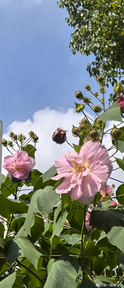 c_iscohi_14_abd's tweet photo. I love how the fading hibiscus blooms against the quiet evening breeze. https://t.co/5C7ZzSwq1T