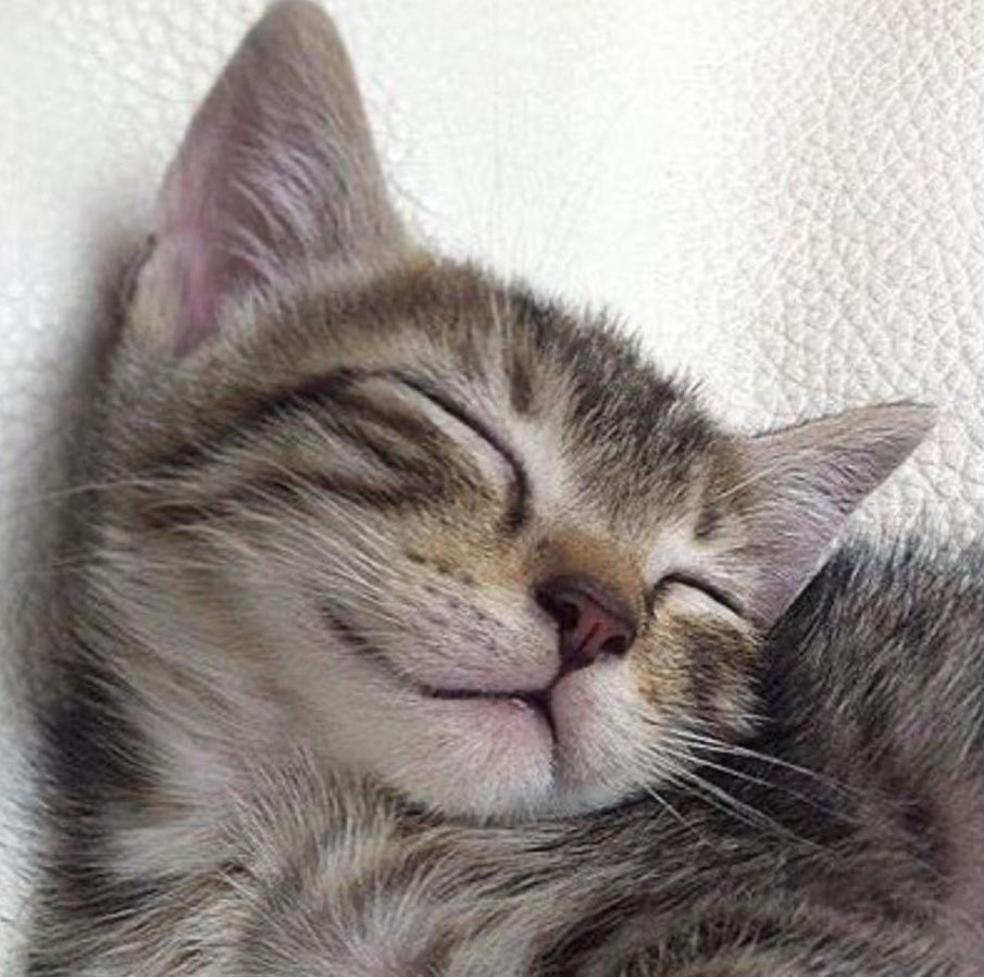 lecpastry's tweet photo. oscat 🐈 https://t.co/xLnEWwIjPh