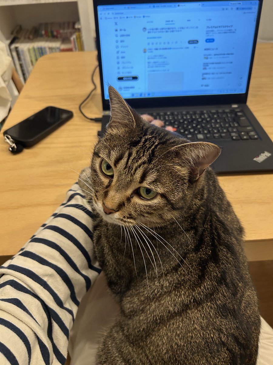 takeuch's tweet photo. いま私の膝には猫がおり、いま私とオンライン会議をするともれなく猫と会議できます https://t.co/Sz2dwGNdZn