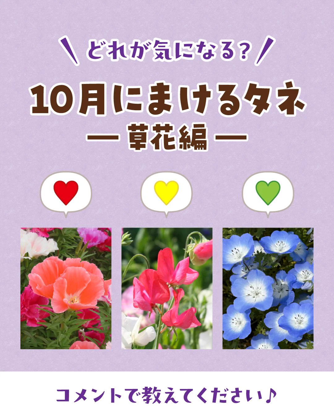 サカタのタネ_Seedfun.【公式】 (@sakatanotane_jp) / X