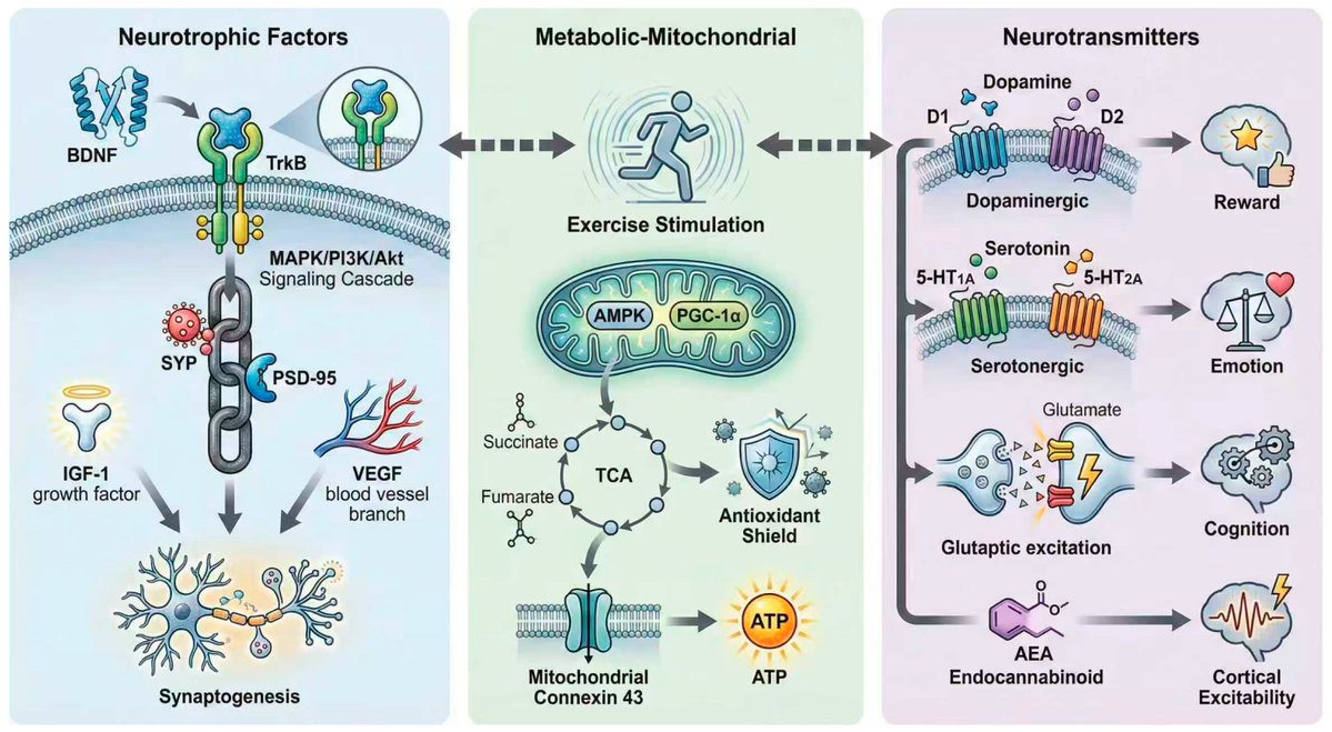 BrainSci_MDPI's tweet photo. ๐ฌ #mdpibrainsci Read Editorโs Choice
"Multiscale Mechanisms of #Exercise-Induced #Neuroplasticity: From #Molecular #Pathways to #Network #Dynamics and #Behavioral #Adaptation"
๐ง by Xue Wang, Jun Zhang, Xiaoyu Wang et al
๐ https://t.co/6Ay3iwOWh2
@MDPIOpenAccess @Scilit_ https://t.co/x7YvdnyOpT
