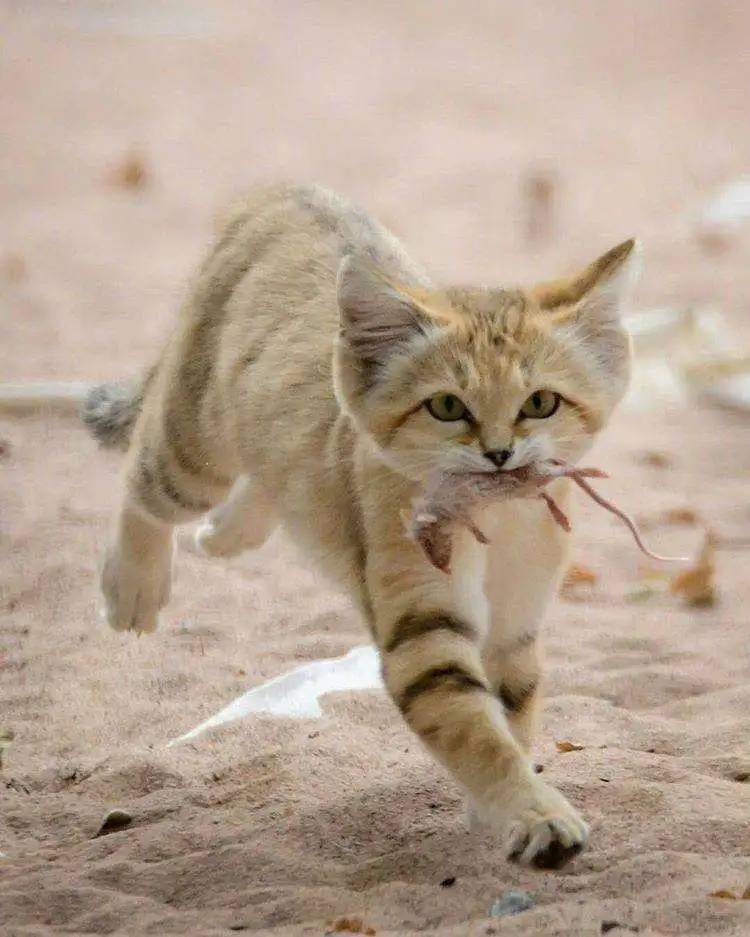 ElectricCoxuol's tweet photo. When a bold wild cat raises its paw, even the elderly crew cheers for this fierce little hunter！ https://t.co/6FKirwMLqM
