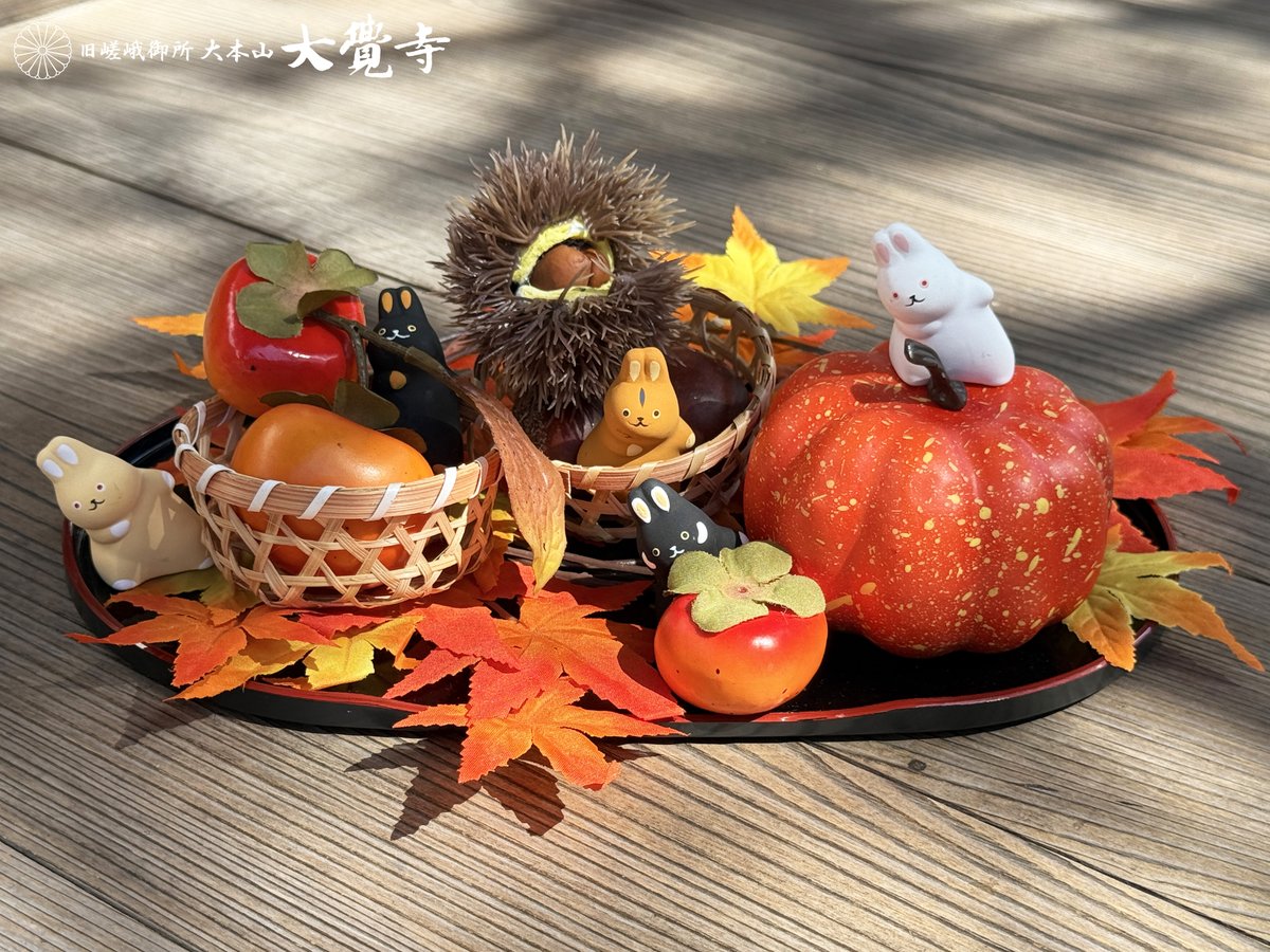 kyoto_daikakuji's tweet photo. だんだんと過ごしやすくなりお出かけ日和ですね！
大覚寺のうさぎたちも拝観をお待ちしております🐰 https://t.co/r9keQGeAdQ
