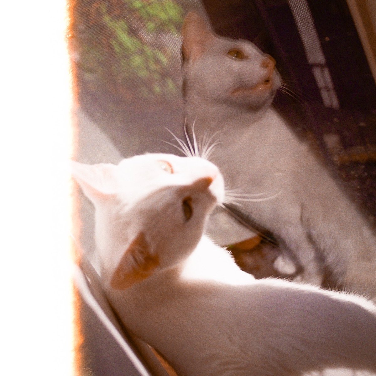 mesohipps's tweet photo. うちのかわいい猫の曲🐈

波の音、蝉の声、変な電子音、こどもの声。
いろんな音がごちゃごちゃ入ってます。

聴いてね👂��

https://t.co/f9RJqRuOx5

#Electronica #FieldRecording #Soundscape #IDM #bandcampfriday https://t.co/JK7Dq6rmBN