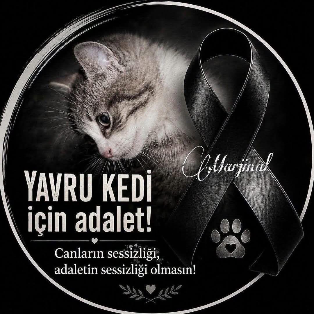 Hasardamm's tweet photo. 🚨 Hesabıma erişim engeli getirildi.
Canların sesi olmaktan asla vazgeçmeyeceğim .Susmayacağım 
Yeni hesabıma destek verirseniz çok sevinirim 🙏 
#YavruKediçinAdalet https://t.co/8tGgjlZbJD