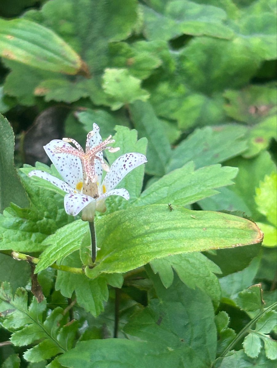 nekoniwagatari's tweet photo. ホトトギス白秋 咲く

小さな庭に数種植えてある杜鵑草ですが…最後の１品種「白秋」が咲きました。
細かな斑点は、先日ご紹介したホトトギス金閣と似ているかもしれません。

それぞれの趣のある杜鵑草。あなたはどの品種がお好きですか？ https://t.co/tNnU3oUhT7