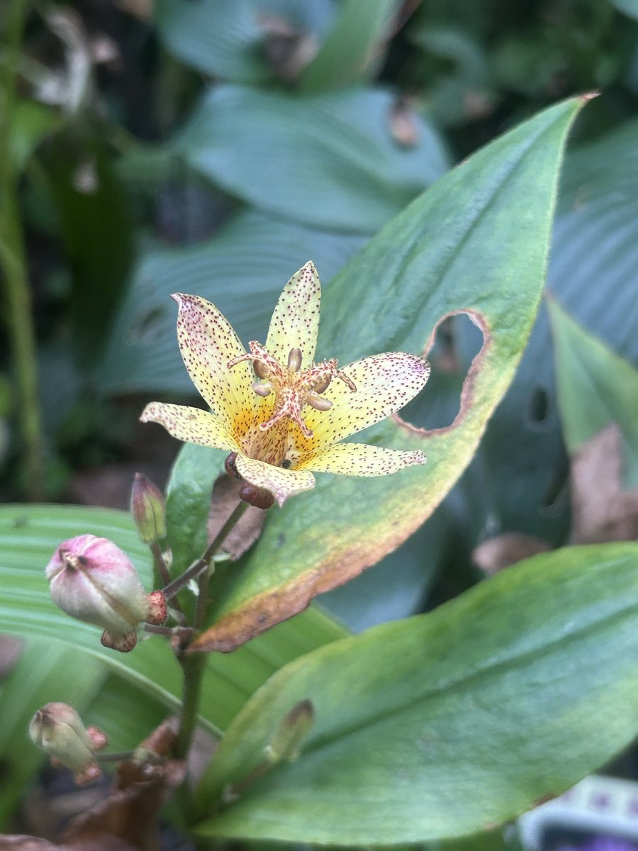 nekoniwagatari's tweet photo. ホトトギス白秋 咲く

小さな庭に数種植えてある杜鵑草ですが…最後の１品種「白秋」が咲きました。
細かな斑点は、先日ご紹介したホトトギス金閣と似ているかもしれません。

それぞれの趣のある杜鵑草。あなたはどの品種がお好きですか？ https://t.co/tNnU3oUhT7