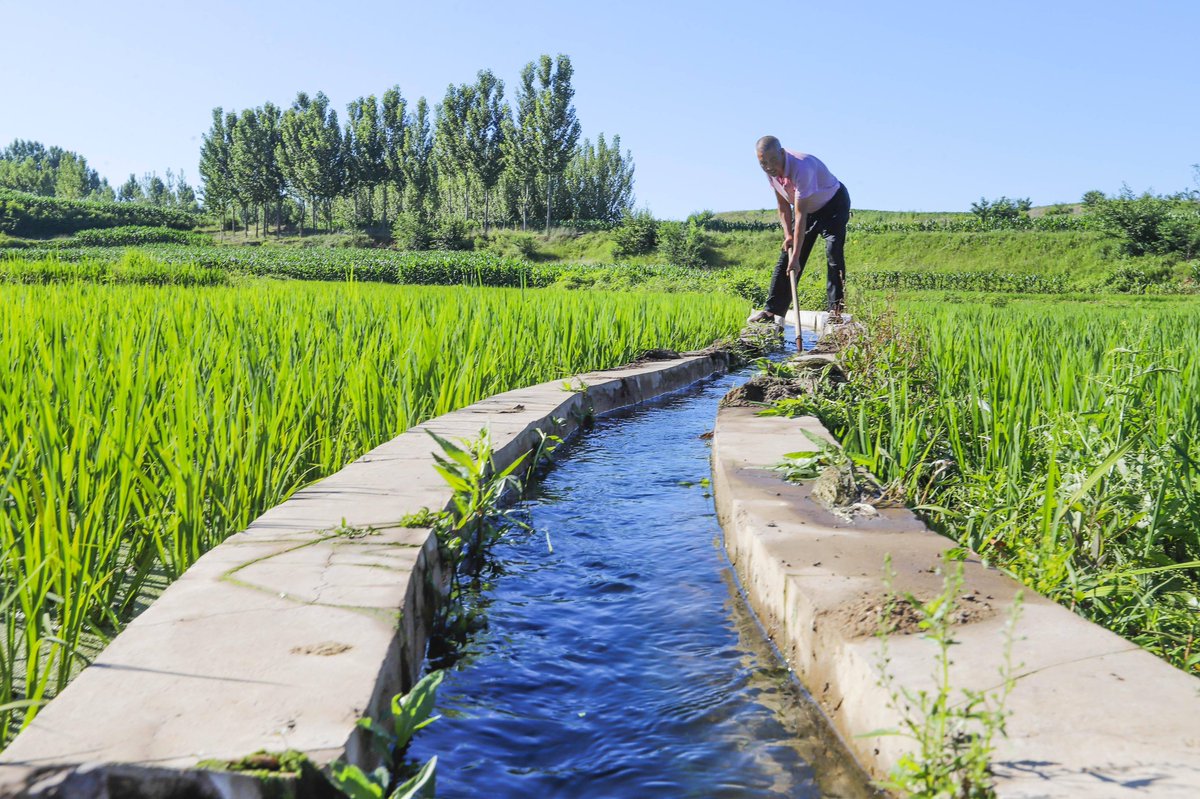 NicoleRobek0bf's tweet photo. This rice paddie in the southern field breeds small fish and turtles, and the old farmer is rowing a long-handled oar to irrigate the crops slowly. https://t.co/QI1IqW4n9D