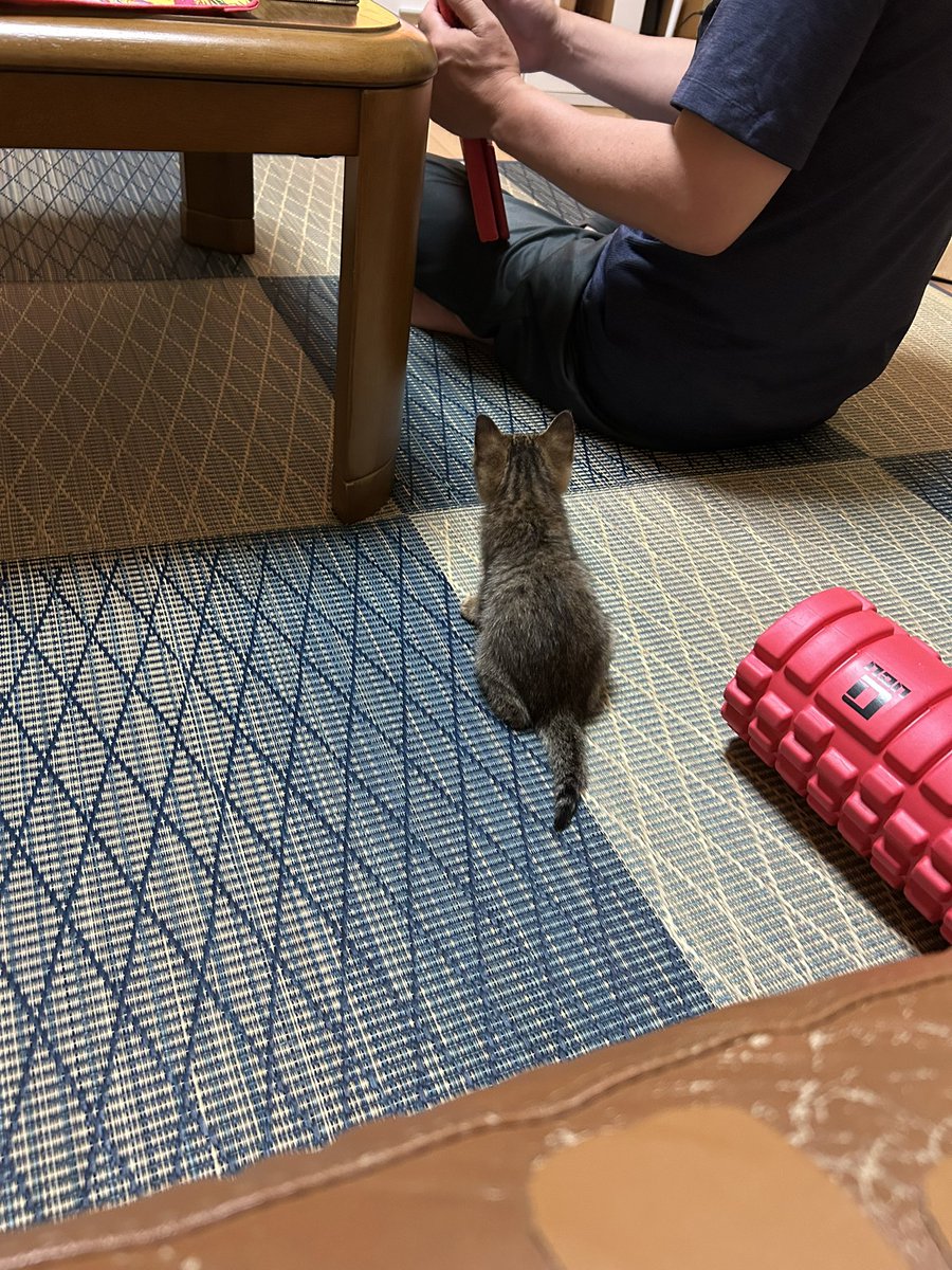 pm_amj's tweet photo. 家に来て初日のむぎにゃんちんまりしててかわいいね🥺成長早すぎ🥺 https://t.co/z1q4G2cIDv