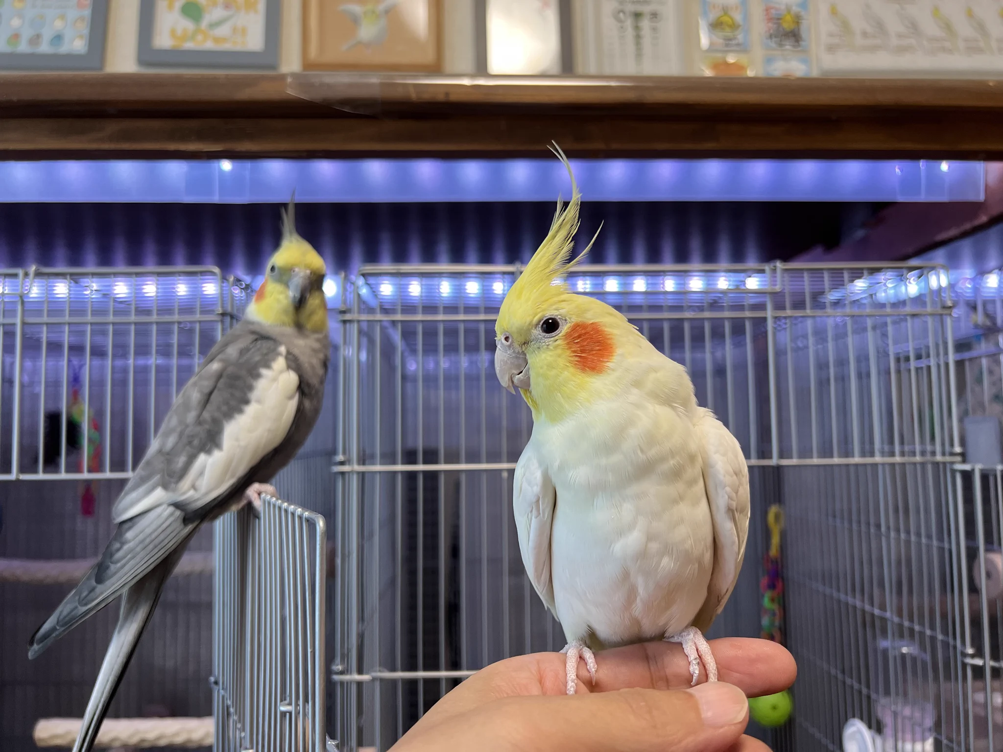 小福屋@鳥 on X: 