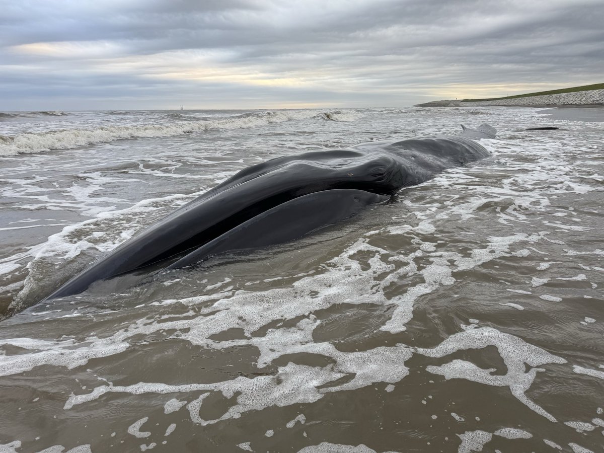 gesgest121's tweet photo. 千葉県匝瑳市浜辺に打ち上げられたクジラまだ生きています。
現在は規制線が張られていますが、救助の予定などはなさそう。心苦しい https://t.co/kJ2QT20MQk