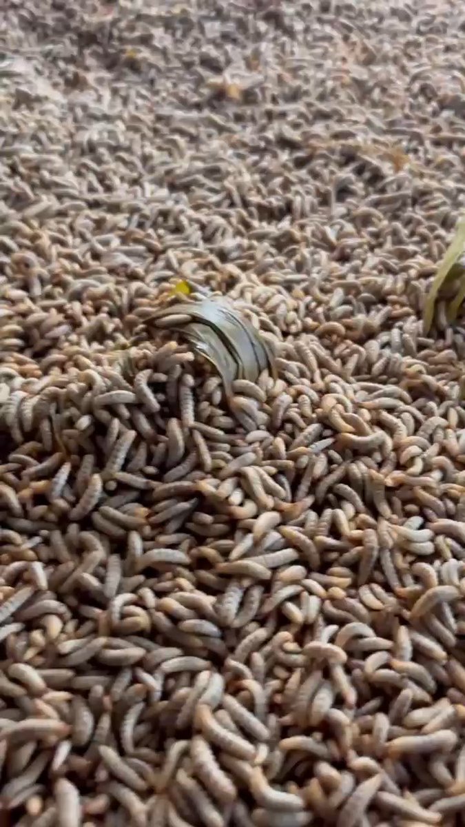 A massive pile of wriggling maggots with a few flies visible on top, serving as a protein-rich meal for ducks. The image aligns with the caption's humorous take, presenting the maggots as a "tasty" clump of nutrition for waterfowl.