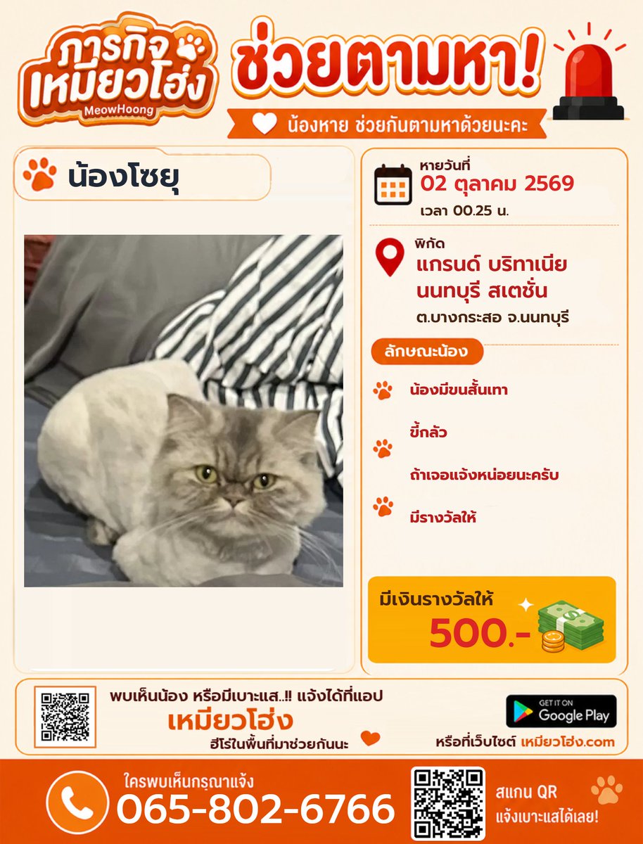 MeowHoongTH's tweet photo. ตามหาแมว น้องโชยุ มีรางวัล 500.- 

📍 พิกัด: แกรนด์ บริทาเนีย นนทบุรี สเตชั่น ต.บางกระสอ อ.เมือง จ.นนทบุรี   

⚠️ ขนสั้นสีเทา หน้ากลม ตาสีเหลือง นิสัยขี้กลัวมาก ใครอยู่แถวนั้นช่วยส่องใต้ท้องรถให้หน่อยนะครับ

📞 065-802-6766
🌐 https://t.co/dnWyKxIrYv

#แมวหายนนทบุรี #บางกระสอ https://t.co/XZ166bgRnZ