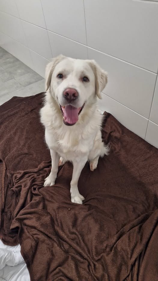 yolandaschultes's tweet photo. Kassel  34125
Fundhund... bislang konnte kein Halter ermittelt werden!
Kopie Wau-Mau-Insel Kassel
Der nächste Fundhund....
Dieser Rüde wurde uns kurz vor Dienstschluss von der Stadtpolizei gebracht. Er ist auch gechippt, aber wie die kleine weiße Hündin, die übrigens immer noch darauf wartet, wieder abgeholt zu werden, nicht registriert. Fundort: Kassel, an der Hafenbrücke.
Wer kennt den Hund oder weiß, wo ein solcher vermisst wird?
Infos & Kontakt:
Tierheim Wau-Mau-Insel
Schenkebier Stanne 20
D-34128 Kassel
Telefonische Sprechzeiten:
Montag bis Freitag 10 - 12 Uhr & 16 - 18 Uhr
E-Mail tierheim@wau-mau-insel.de
Homepage https://t.co/awAk8nizRZ
