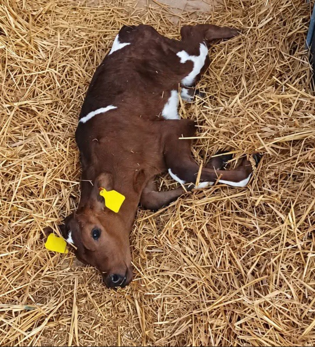 Kentfrihedniels's tweet photo. Bovaer poisoning of cows and calves in Denmark 2026.

We have now received the first report of a critically ill calf due to Bovaer poison this year

A 7-day-old calf that received Bovaer milk for 3 days has now been euthanized.

It had sunken eyes because it would not drink the Bovaer milk, it had difficulty breathing, it was lifeless, it could not stand up, and if it finally got up, it moved as if it were drunk.

They've stopped using Bovaer on the farm now

Bovaer in Denmark 2026​​​​​​​​​​​​​​​​​​​​​​​​​​​​​​​​​​​​​​​​​​​​​​​​​​

https://t.co/Bh0ZwZ8w38