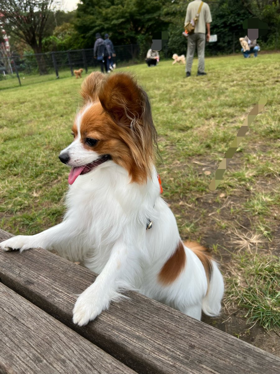 papillonSora's tweet photo. 曇り空20°程度なのでドッグランに出動🐾
最初のエリアでは元気に走るワンコにビビってうまく遊べず✖️
別のボールを使って良いエリアでは海より小型の子ばかりでボールをシェアして仲良く遊べた◎(��真は休憩中)
茶色い小さい軍団がわちゃわちゃしているのは見てるだけでも幸せ😊
#パピヨン https://t.co/Uog405vCGv
