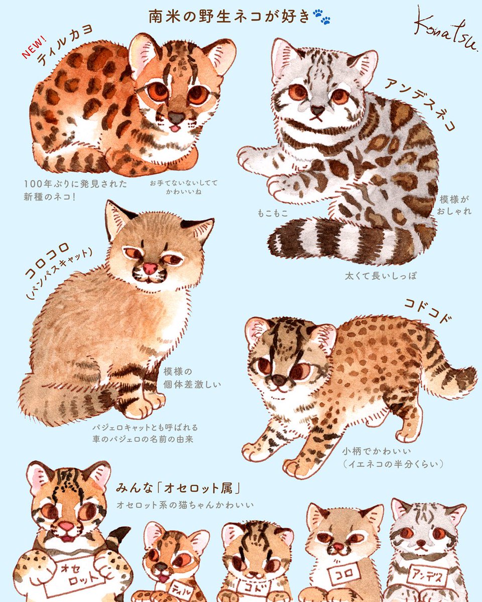 konatsu_tunacan's tweet photo. 南米の野生の猫が好き🐾
どれも生息数の少ないレア猫たちなので
情報があまりないけどとても魅力的です https://t.co/16TMuM2TwY