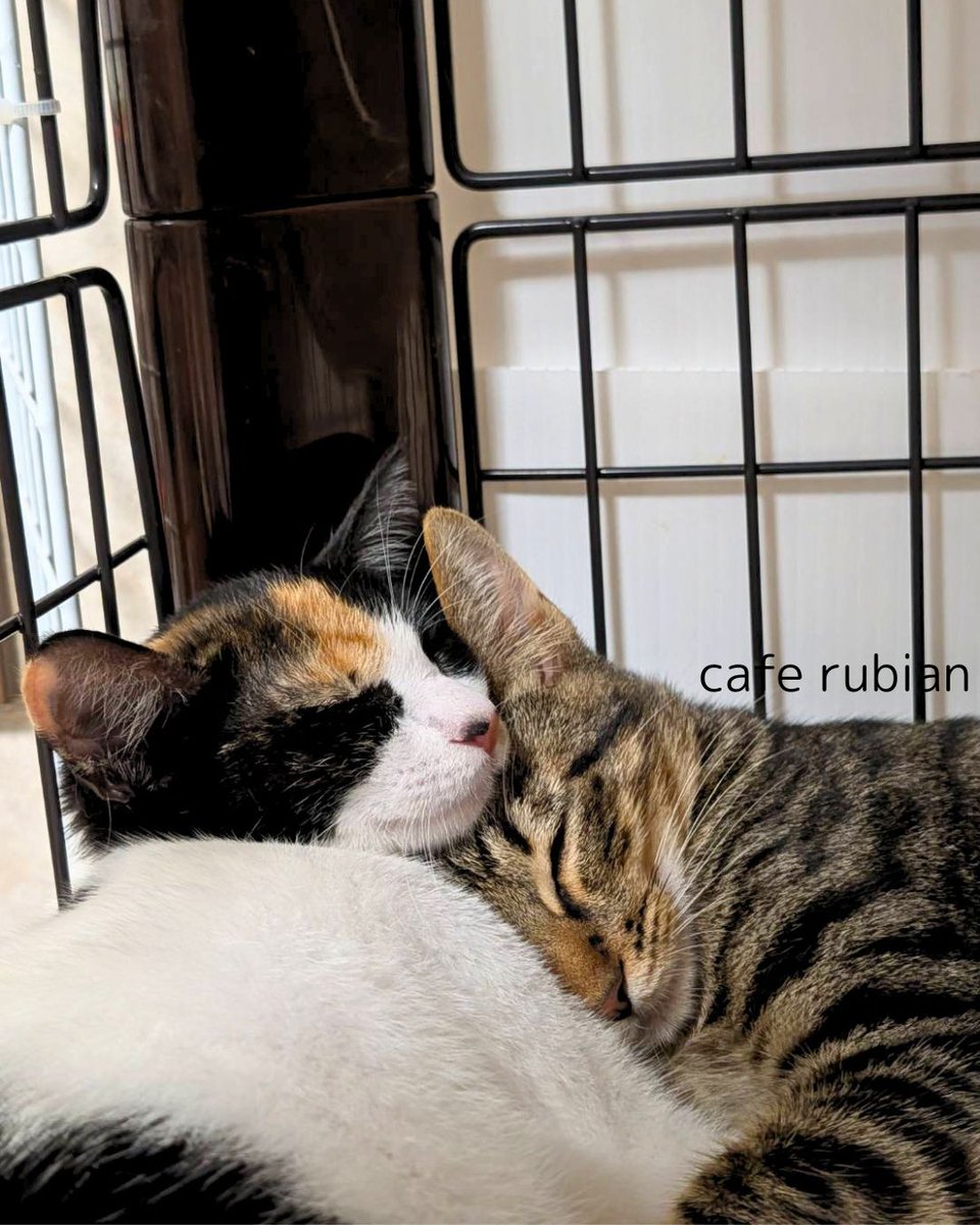 cafe_rubian's tweet photo. 仲良し

#保護猫 #猫 #キジトラ #三毛猫 #子猫 #猫好きさんと繋がりたい #猫のいる暮らし #猫のいる生活 #預かりボランティア #Cat #catlife https://t.co/FYwOinbAuC