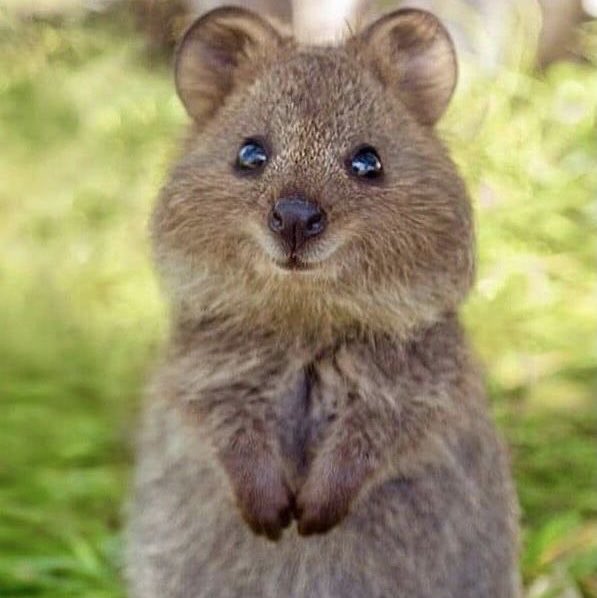 piadicta's tweet photo. so oscar piastri is a quokka https://t.co/0ZirFZPude