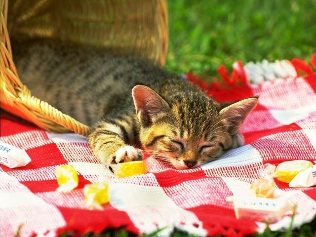 fragile777's tweet photo. Sweet Dreams
おやすみニャンコ
#猫好きさんと繋がりたい #ねこかわいいね #Cats https://t.co/InREvzoHGW