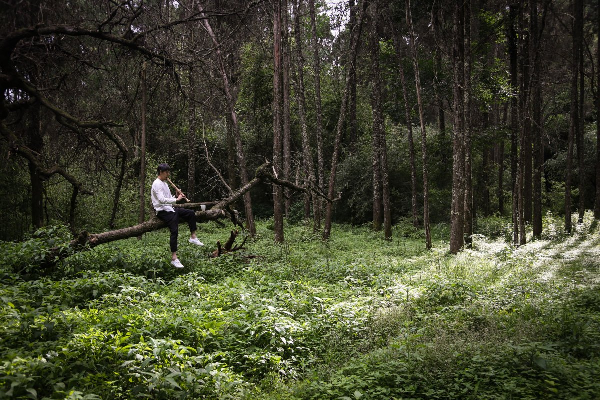 james_minu__82d's tweet photo. [Camphor workshop hunter is chasing the light of a hidden forest path! ]， https://t.co/pELobas2sH