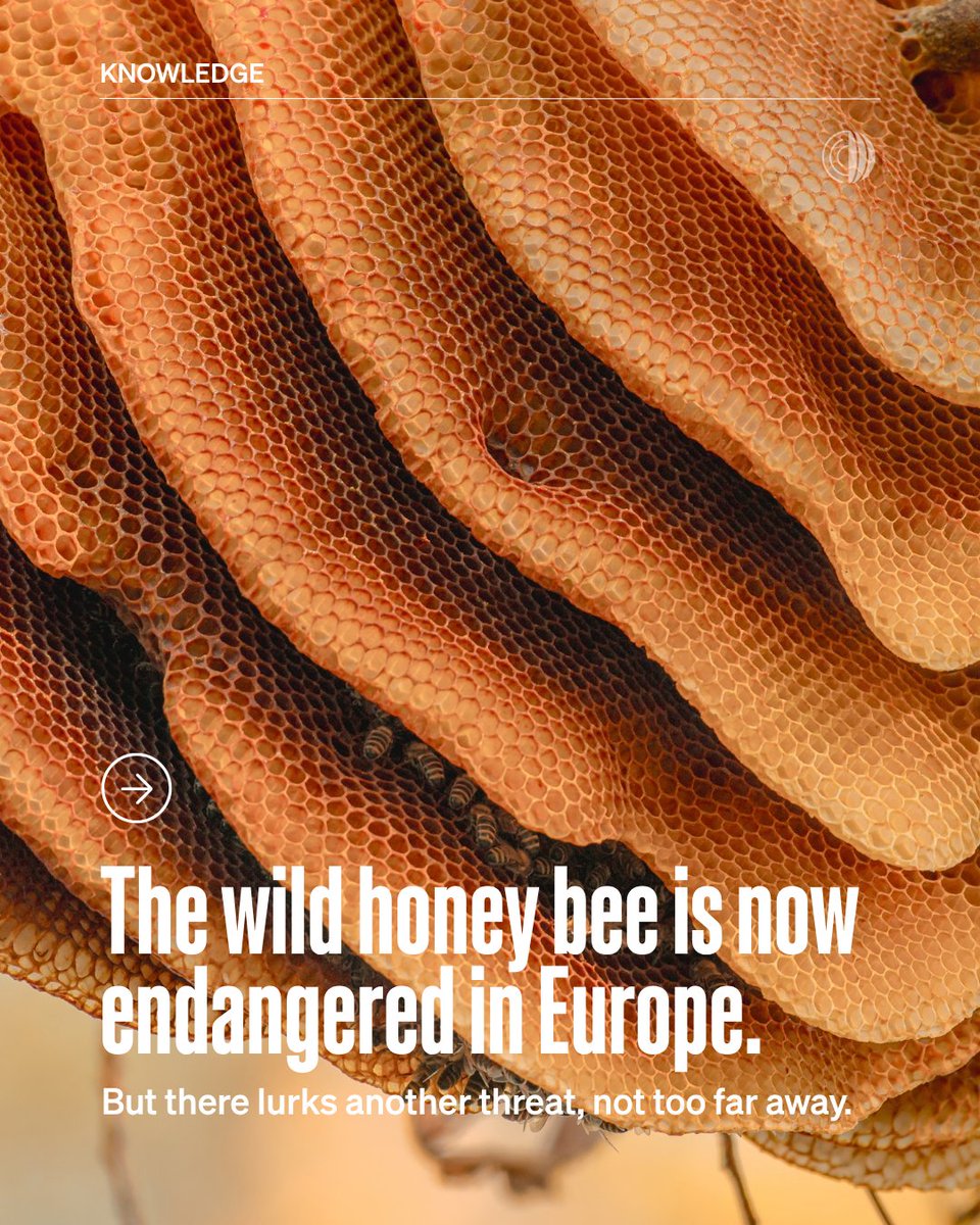 WOAH's tweet photo. Not long after the European wild honeybee was declared endangered, a new threat emerged: the exotic mite Tropilaelaps mercedesae.

Signs indicate that the parasite is expanding its reach to Europe. The parasite reproduces in brood cells, moves quickly and can be mistaken for the better known Varroa mite.

Early detection matters. Beekeepers, veterinarians and authorities need to recognise suspected infestations, report them promptly and obtain laboratory confirmation. Countries must work together to strengthen surveillance efforts.

Find out more: https://t.co/slDW6ZAs6S