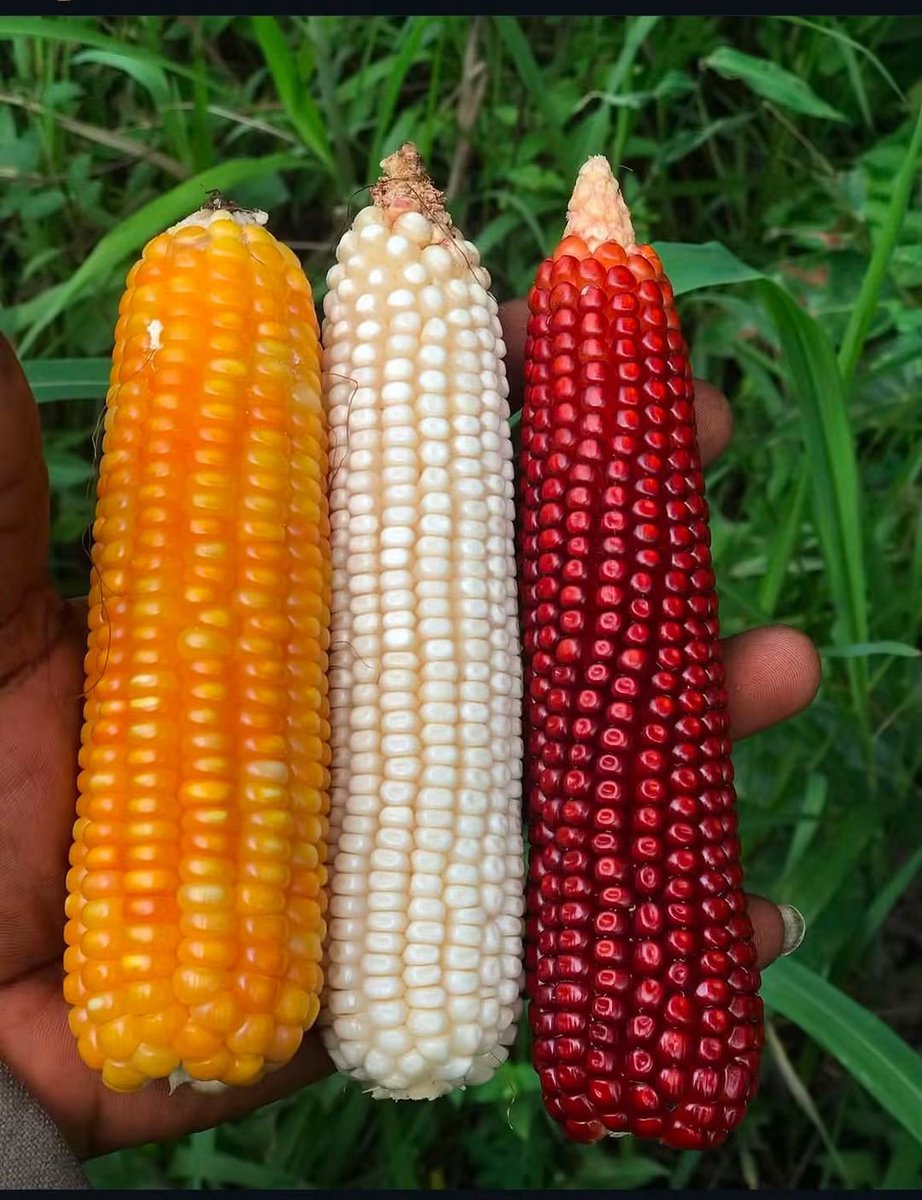 MbwaLegend's tweet photo. Most of you only know white maize and maybe yellow!

But maize comes in all sorts of colours and varieties, each with its own story, taste and use.

Be honest… have you seen these other varieties before? 

Which one do you know from your neck of the woods? https://t.co/XK3WU27Fan
