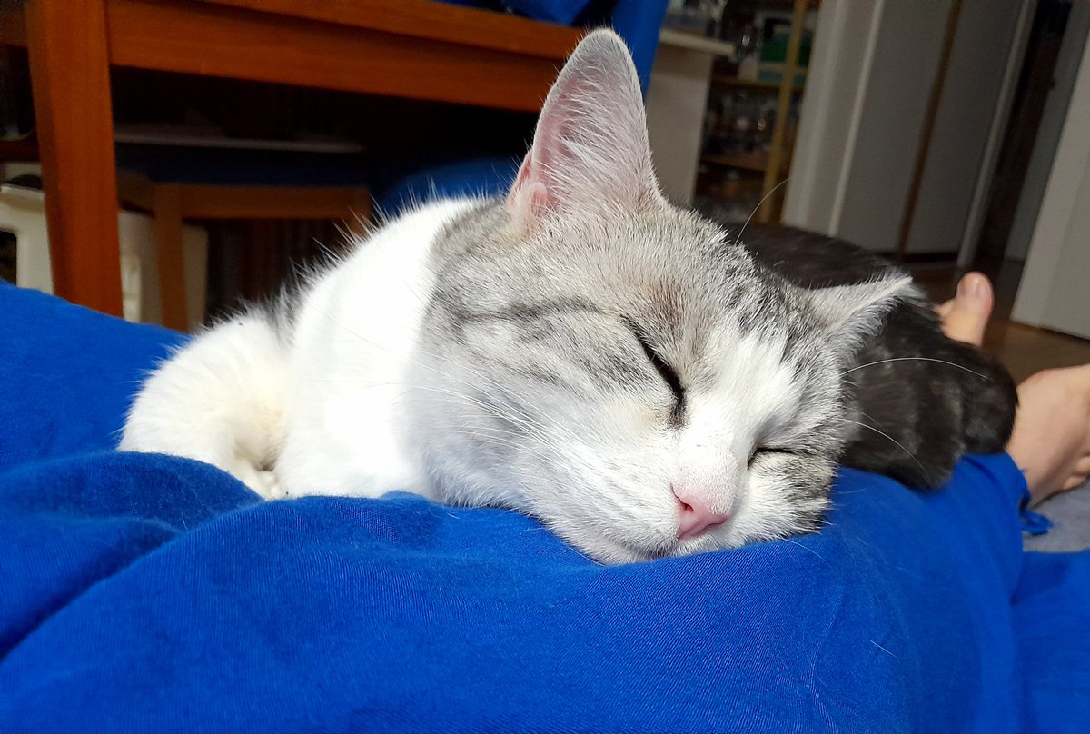wombatwalking's tweet photo. Diary of a cat servant: A #FlashbackFriday to this moment Ella was struggling to get comfortable.  😉 https://t.co/9QiCIwesPP