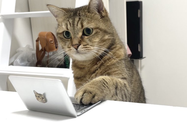 MiniraDiary's tweet photo. 猫サイズのパソコン買ってあげたら目バキバキで使ってる https://t.co/c2o2wnYTLx