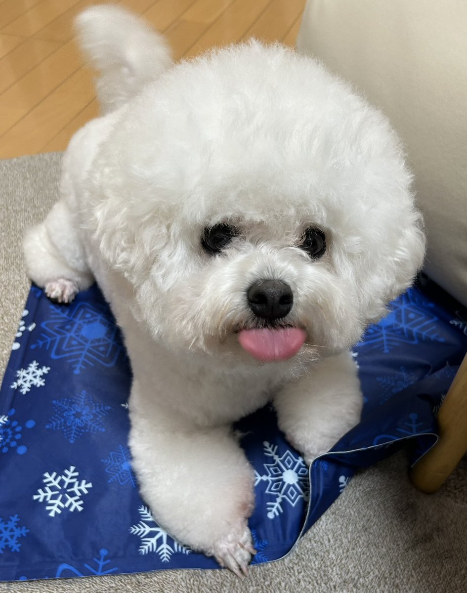 tororo0927's tweet photo. シャンプーDAY🧴今日も大好きなトリマーさんにたくさん遊んでもらったみたい💖よかったね🥰 https://t.co/Wr42HYW6EJ