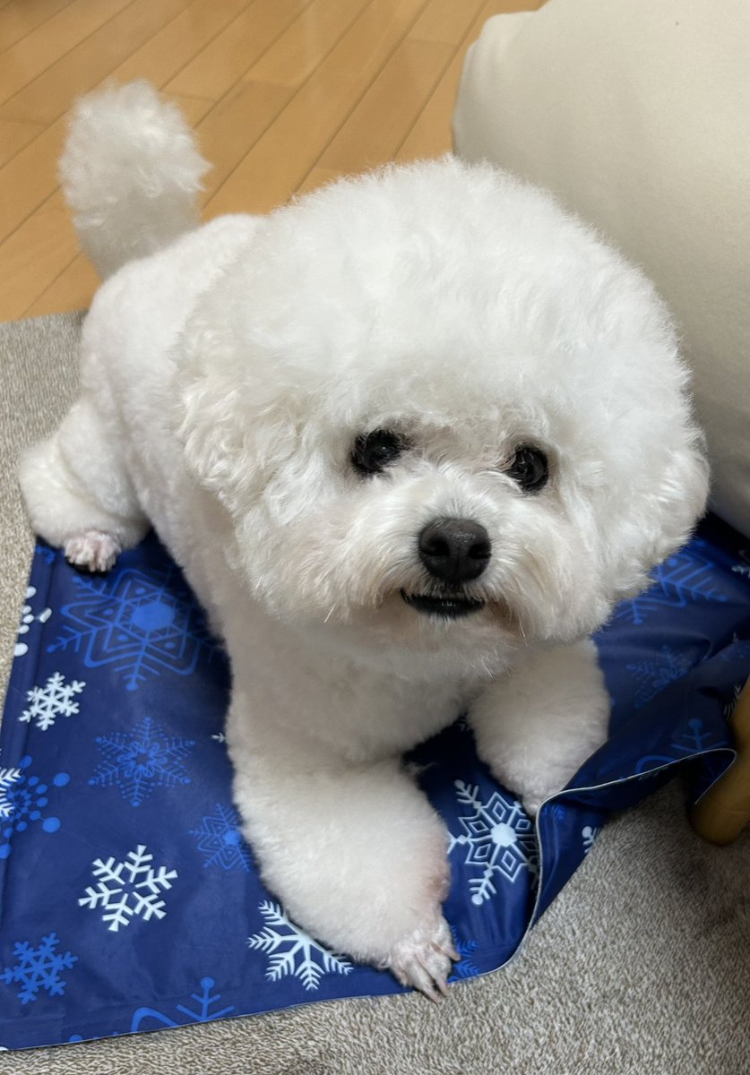 tororo0927's tweet photo. シャンプーDAY🧴今日も大好きなトリマーさんにたくさん遊んでもらったみたい💖よかったね🥰 https://t.co/Wr42HYW6EJ