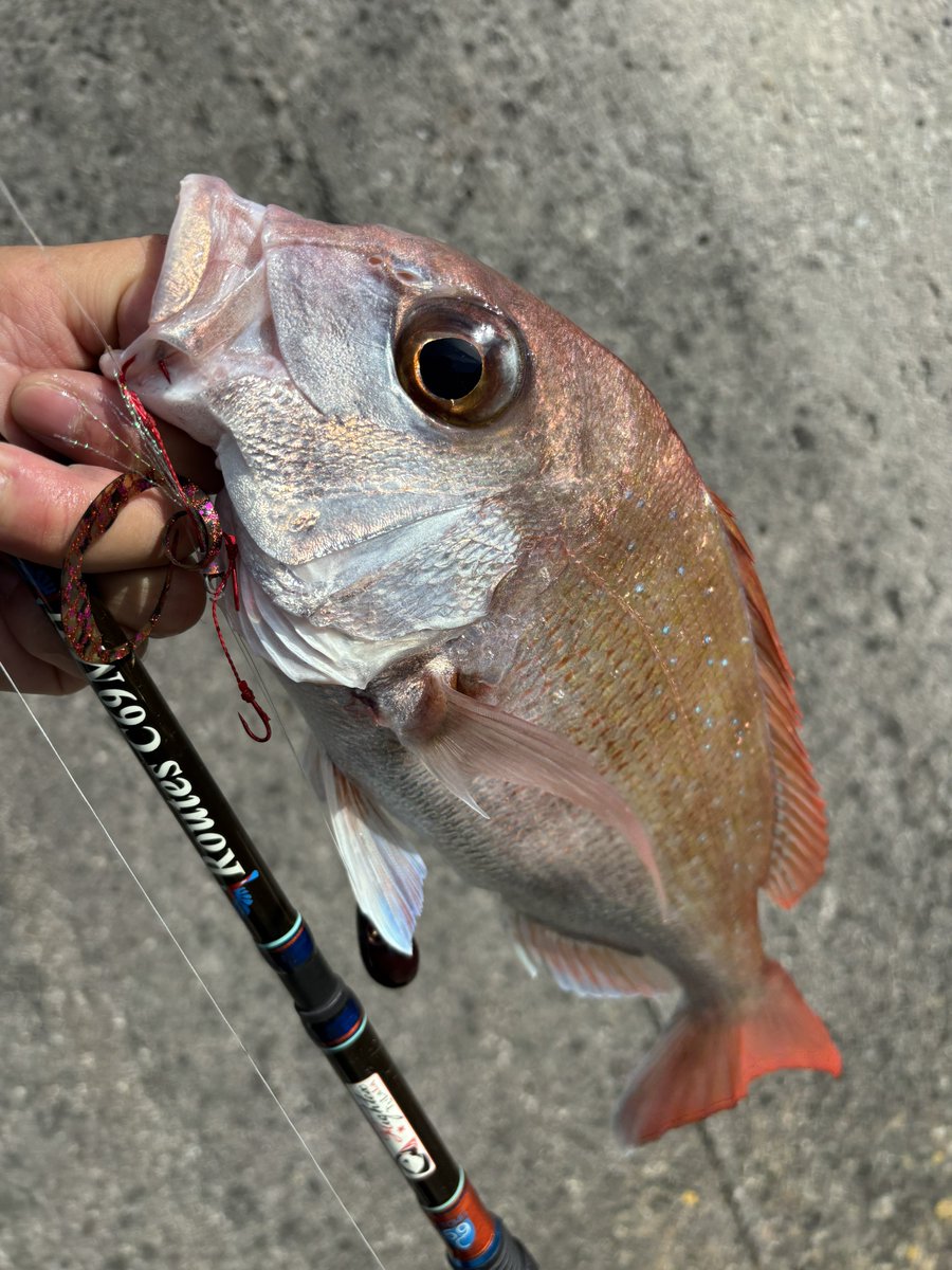 namatamanama's tweet photo. 仕事終わりに たいぽよ 釣って...帰ってから寝かせておいた たいぽよ を食べる...あると思います 🐟 
 
#RedSeaBream 
#たいぽよ　
#tulalajp 
#RoutesC69MH 
#炙れっ‼︎ 🔥🔥 https://t.co/79iCpFixry