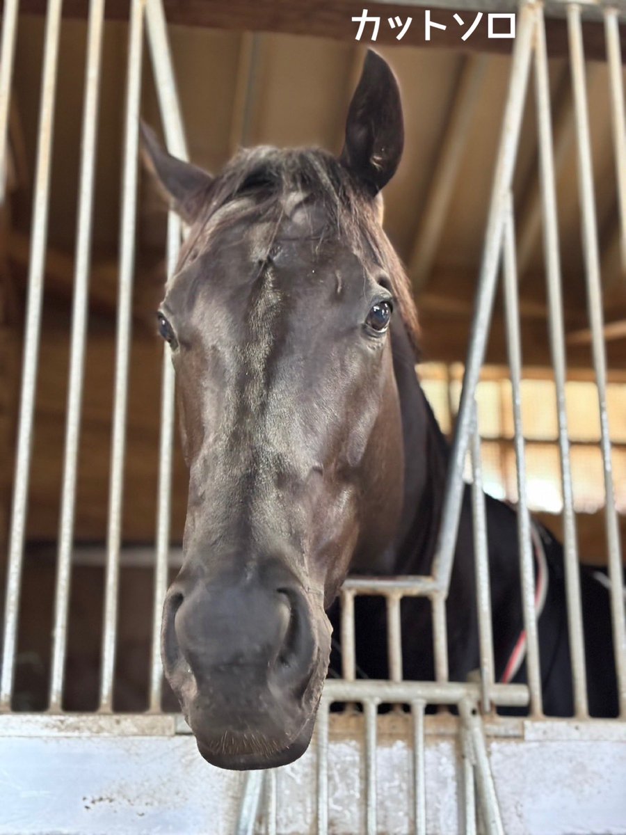 yahagistable's tweet photo. 今週の出走予定🏇

▼10/3（土）
<京都>
4R ハイファイネスト
6R カットソロ

<東京>
10R ミストレス

▼10/4（日）
<京都>
6R タイセイリアル
9R ミスタージーティー
9R ホウオウアートマン
11R キングスコール
11R リビアングラス https://t.co/jOv9tmM56T
