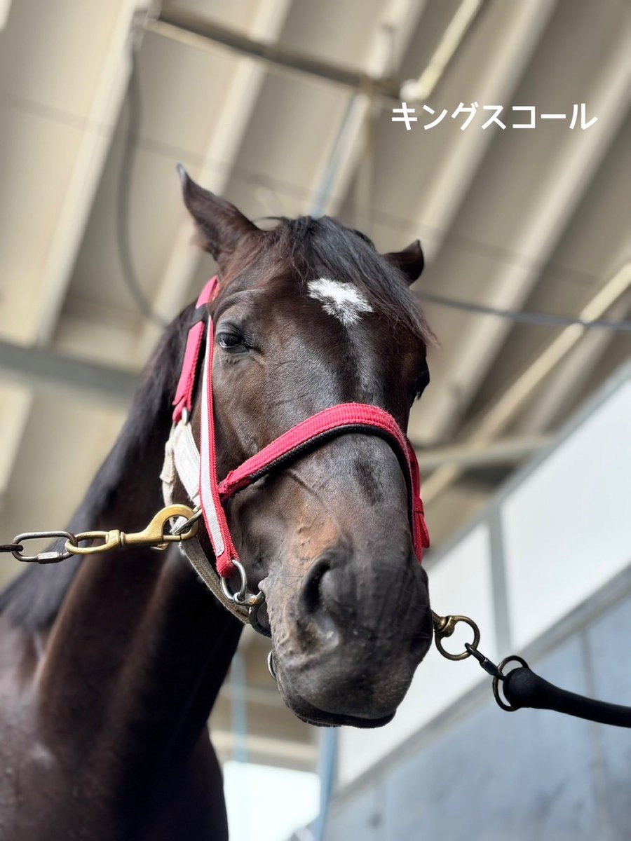 yahagistable's tweet photo. 今週の出走予定🏇

▼10/3（土）
<京都>
4R ハイファイネスト
6R カットソロ

<東京>
10R ミストレス

▼10/4（日）
<京都>
6R タイセイリアル
9R ミスタージーティー
9R ホウオウアートマン
11R キングスコール
11R リビアングラス https://t.co/jOv9tmM56T