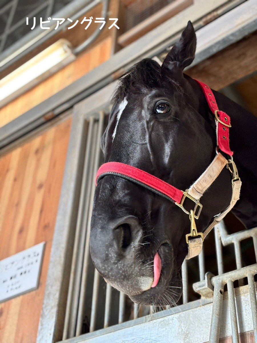 yahagistable's tweet photo. 今週の出走予定🏇

▼10/3（土）
<京都>
4R ハイファイネスト
6R カットソロ

<東京>
10R ミストレス

▼10/4（日）
<京都>
6R タイセイリアル
9R ミスタージーティー
9R ホウオウアートマン
11R キングスコール
11R リビアングラス https://t.co/jOv9tmM56T