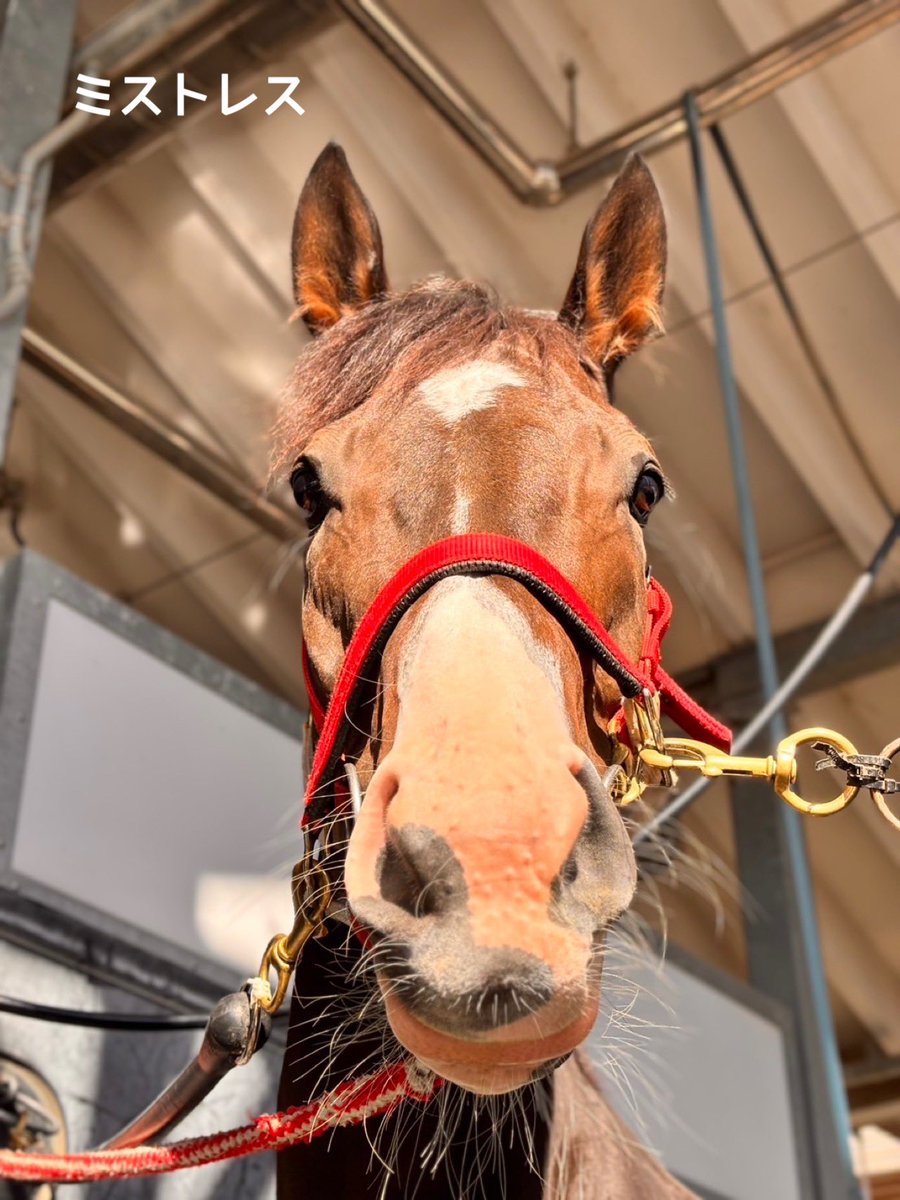 yahagistable's tweet photo. 今週の出走予定🏇

▼10/3（土）
<京都>
4R ハイファイネスト
6R カットソロ

<東京>
10R ミストレス

▼10/4（日）
<京都>
6R タイセイリアル
9R ミスタージーティー
9R ホウオウアートマン
11R キングスコール
11R リビアングラス https://t.co/jOv9tmM56T
